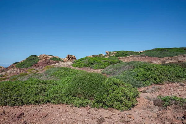 Cala Pregondaの隣にある地中海の低木 自治体のEs Mercadal Menorca Balearic Islands スペイン — ストック写真
