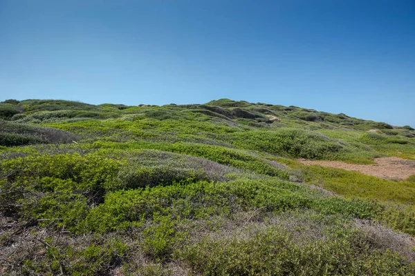 Mediterranean Shrublands Next Cala Morts Municipality Mercadal Menorca Balearic Islands —  Fotos de Stock