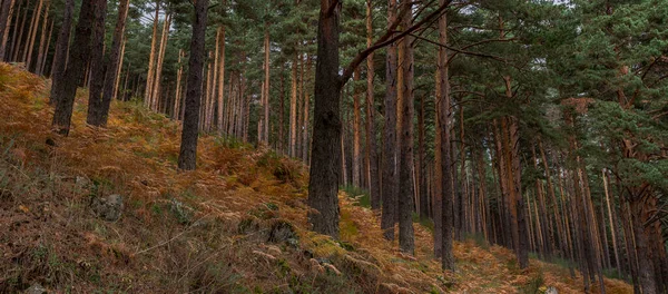 Forest Scots Pine Tree Pinus Sylvestris Photo Taken Hueco San – stockfoto