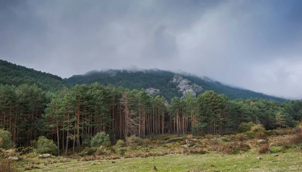 Ліс Соснового Дерева Scots Pinus Sylvestris Фотографія Зроблена Долині Уеко — стокове фото