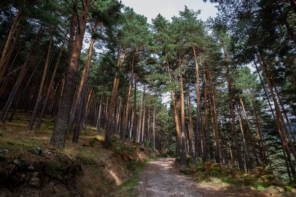 Forest Scots Pine Tree Pinus Sylvestris Photo Taken Hueco San — Stock Photo, Image