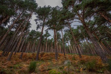 İskoçya Ormanı çam ağacı, Pinus Sylvestris. Fotoğraf Hueco de San Blas Vadisi 'nde çekildi. İspanya' nın Madrid eyaletindeki Manzanares el Real belediyesinde yürüyüş yapanlar için çok popüler bir yer.