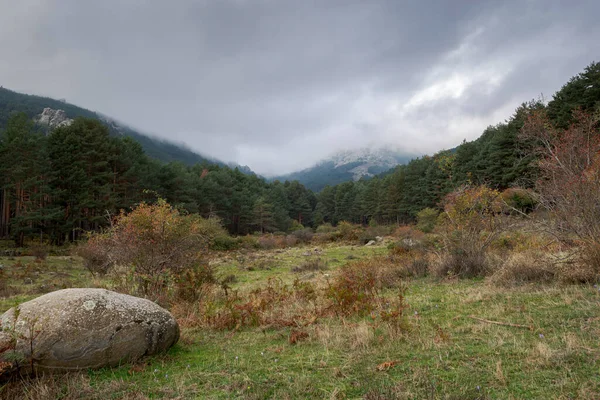 Ліс Соснового Дерева Scots Pinus Sylvestris Фотографія Зроблена Долині Уеко — стокове фото