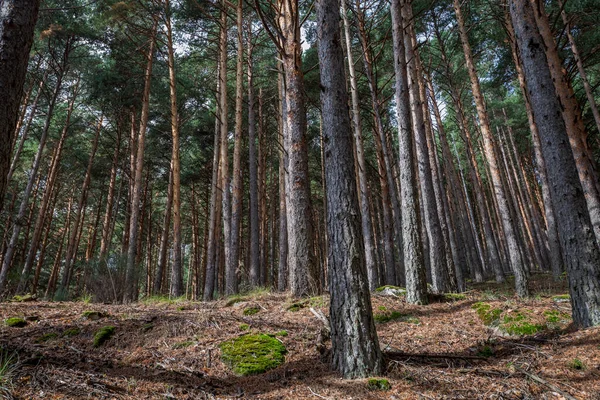 Forest Scots Pine Tree Pinus Sylvestris Photo Taken Hueco San — Stock Photo, Image