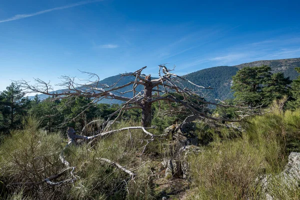 Remains Dead Scots Pine Tree Photo Taken Fuenfria Valley Municipality — Zdjęcie stockowe