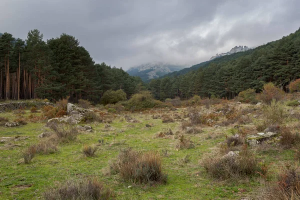 苏格兰人的松树林 松树林 图为位于西班牙马德里省Manzanares Real市的Hueco San Blas山谷 — 图库照片