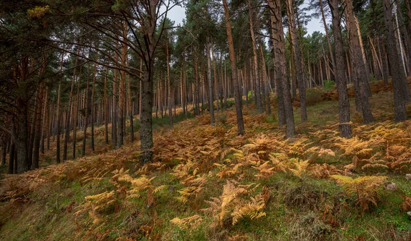 Forest Scots Pine Tree Pinus Sylvestris Photo Taken Hueco San — Stock Photo, Image