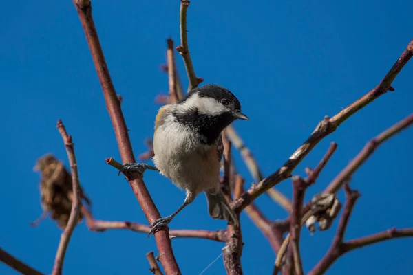 Coal Tit Periparus Ater Perched Bare Tree Photo Taken Municipality — Fotografia de Stock