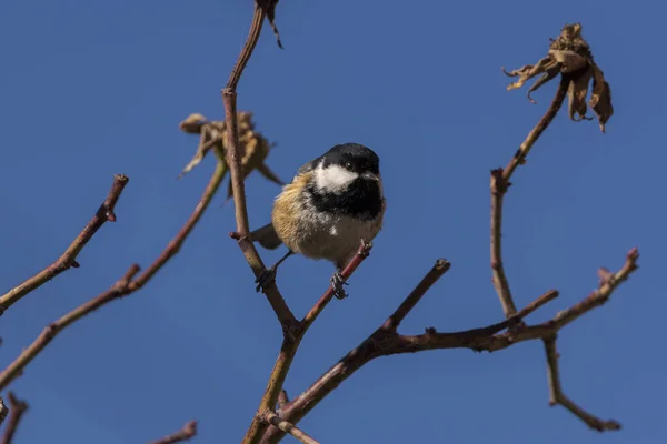 Coal Tit Periparus Ater Perched Bare Tree Photo Taken Municipality — 스톡 사진