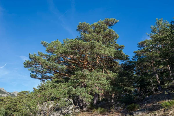 Pineta Scozzese Nella Valle Fuenfria Comune Cercedilla Provincia Madrid Spagna — Foto Stock