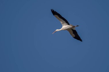 Beyaz leylek, Ciconia ciconia, uçuyor. Fotoğraf İspanya 'nın Madrid eyaleti Colmenar Viejo belediyesinde çekildi.