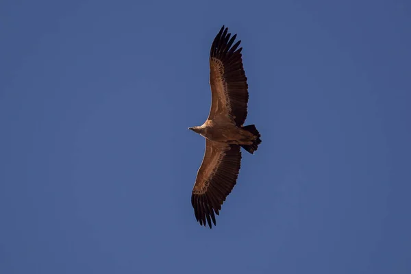 Gänsegeier Gyps Fulvus Auf Der Flucht Foto Aufgenommen Der Gemeinde — Stockfoto