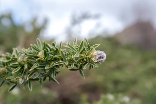 Adenocarpus Hispanicus Flowering Plant Family Fabaceae Endemic Iberian Peninsula Photo — Zdjęcie stockowe