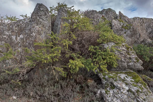 Adenocarpus Hispanicus Flowering Plant Family Fabaceae Endemic Iberian Peninsula Photo — Stock Photo, Image