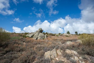 Mediterranean shrublands of basil-leaved rock rose, Halimium ocymoides, in Guadarrama Mountains, municipality of Horcajuelo de la Sierra, province of Madrid, Spain