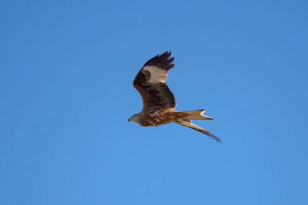 Red kite, Milvus milvus, in flight. This kite is endemic to the Western Palearctic region in Europe and northwest Africa. Photo taken in Colmenar Viejo, province of Madrid, Spain
