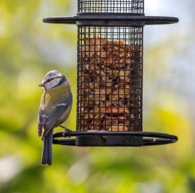 Eurasian blue tit, Cyanistes caeruleus, on a bird feeder