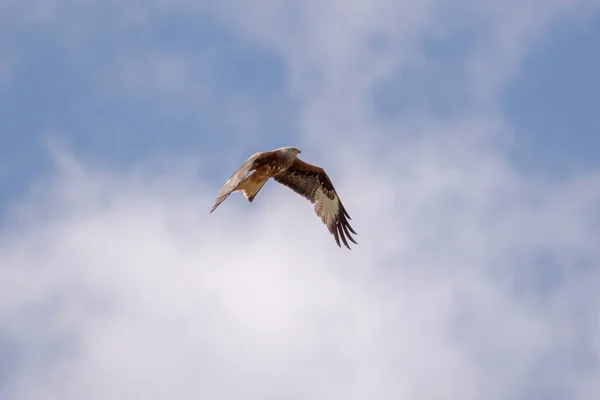 Red kite, Milvus milvus, in flight. This kite is endemic to the Western Palearctic region in Europe and northwest Africa. Photo taken in Colmenar Viejo, province of Madrid, Spain