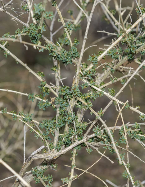 Adenocarpus Complicatus Flowering Plant Family Fabaceae Inhabits Mediterranean Region South — Stockfoto