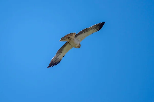 Kısa Parmaklı Yılan Kartalı Circaetus Gallicus Uçuyor Fotoğraf Colmenar Viejo — Stok fotoğraf
