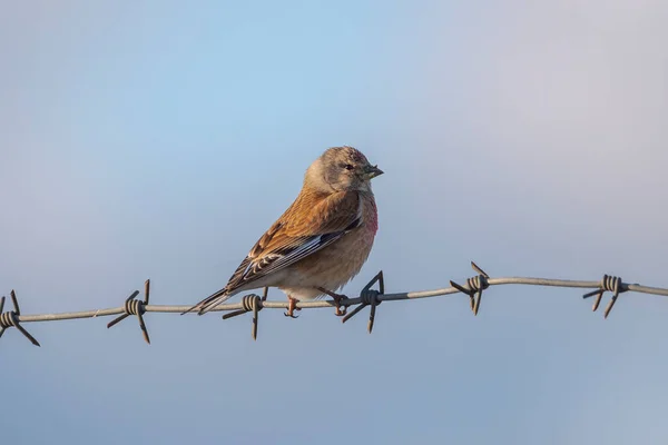 Male Common Linnet Linaria Cannabina Perched Wire — Stock Photo, Image