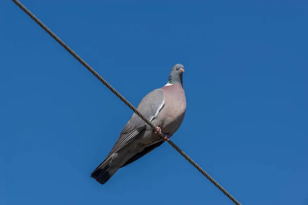 一般的な木製の鳩 コロンバ パルンバス ワイヤーに腰掛けて — ストック写真