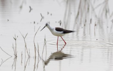 Siyah kanatlı stilt, Himantopus himantopus, El Hondo Doğal Parkı, Crevillente belediyesi, Alicante, İspanya