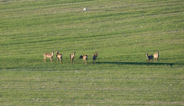 在谷类作物中 成群的鹿群 照片摄于西班牙索里亚省 — 图库照片