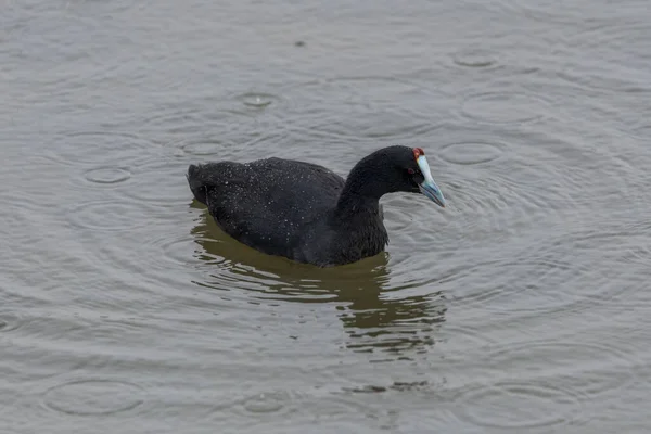 Red Knobbed Coot Fulica Cristata Natural Park Hondo Municipality Crevillente — Stock Photo, Image