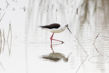 Siyah kanatlı stilt, Himantopus himantopus, El Hondo Doğal Parkı, Crevillente belediyesi, Alicante, İspanya