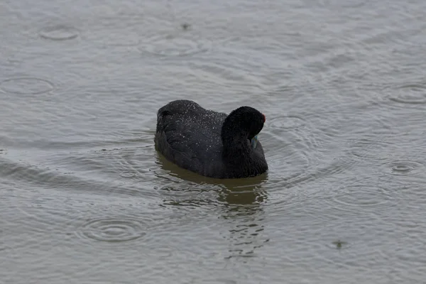 Foulque Pommeau Rouge Fulica Cristata Dans Parc Naturel Hondo Municipalité — Photo