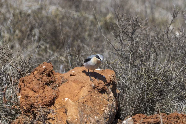 Kuzey Wheatear Oenanthe Oenanthe Bir Kayanın Üzerinde Fotoğraf Spanya Nın — Stok fotoğraf