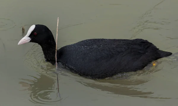 Morue Eurasienne Fulica Atra Dans Parc Naturel Hondo Municipalité Crevillente — Photo