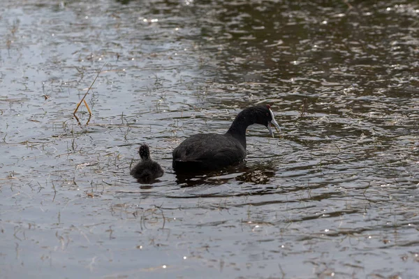 Adulte Poussin Foulque Pommeau Rouge Fulica Cristata Dans Parc Naturel — Photo