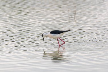 Siyah kanatlı stilt, Himantopus himantopus, El Hondo Doğal Parkı, Crevillente belediyesi, Alicante, İspanya
