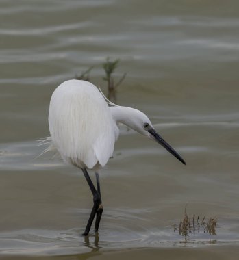 Küçük Akbalıkçıl, Egretta Garzetta, İspanya 'nın Alicante ilinin Crevillente ilçesindeki El Hondo Doğal Parkı' nda.