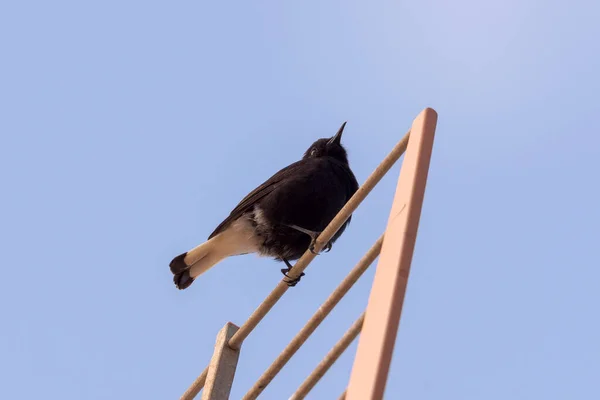 Black Wheatear Oenanthe Leucura Usiadła Antenie Telewizyjnej Zdjęcie Zrobione Prowincji — Zdjęcie stockowe