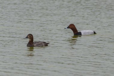 İspanya 'nın Alicante eyaleti Crevillente belediyesinde, El Hondo Doğal Parkı' nda, Aythya farina adlı kadın ve erkek.