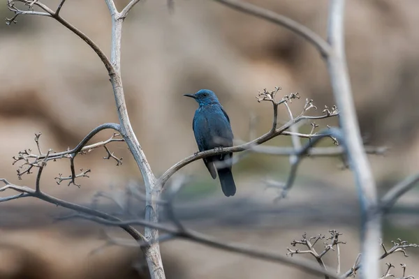 Blue rock thrush, Monticola solitarius, perched on a branch. Photo taken in the province of Alicante, Spain