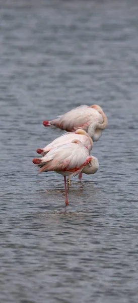 Nagyobb Flamingók Phoenicopterus Roseus Salinas Santa Pola Természeti Parkban Alicante — Stock Fotó