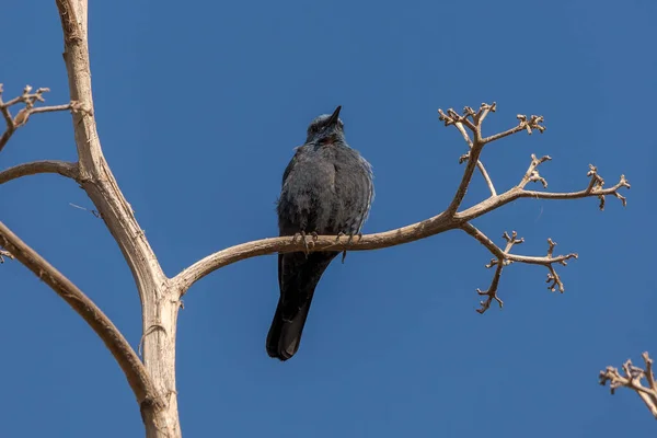 Blue rock thrush, Monticola solitarius, perched on a branch. Photo taken in the province of Alicante, Spain