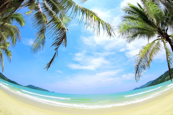 Playa tropical con palmeras de coco, arena blanca y agua turguesa . —  Fotos de Stock