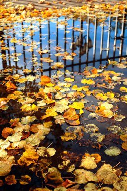 Sonbahar soyut arkaplanı