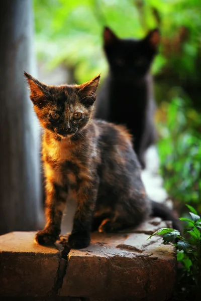 Два бездомных котенка на улице — стоковое фото