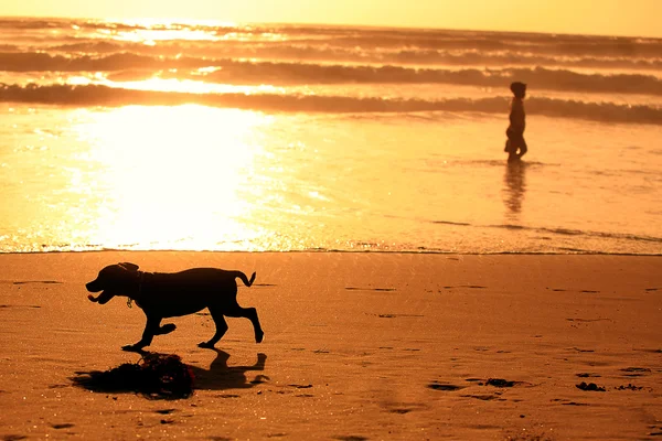 Silhuetas de cão correndo e um homem na praia durante o pôr do sol — Fotografia de Stock