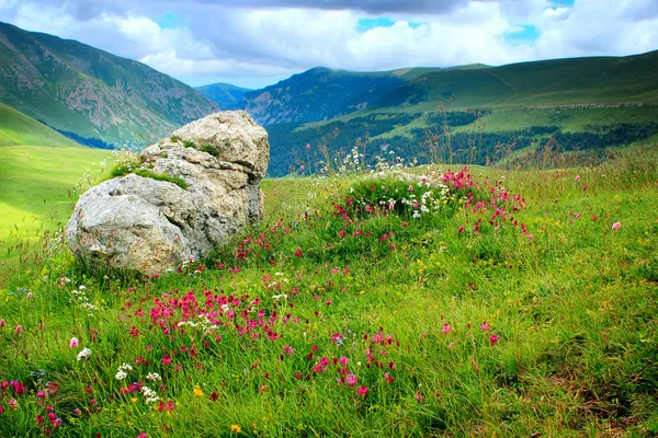 Berg scen med ljusa blommor — Stockfoto
