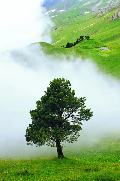 Baum im Nebel — Stockfoto