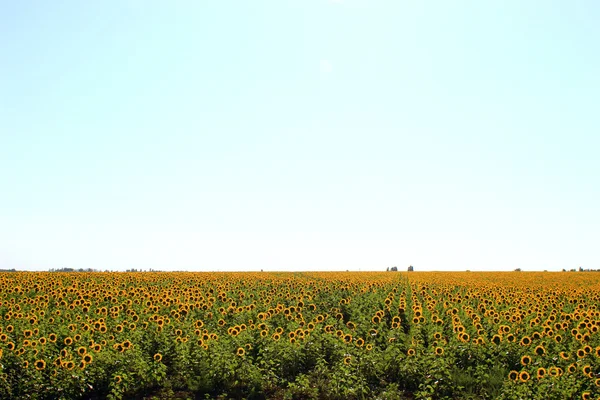 Zonnebloem veld — Stockfoto