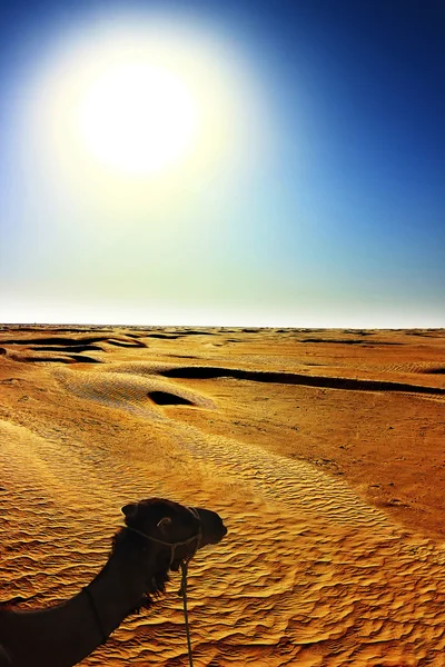 Saharawoestijn en kameel — Stockfoto