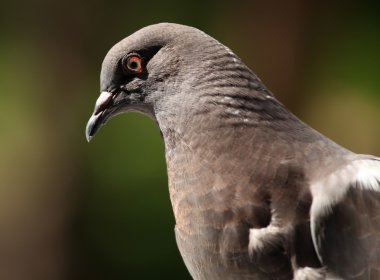 Columba livia